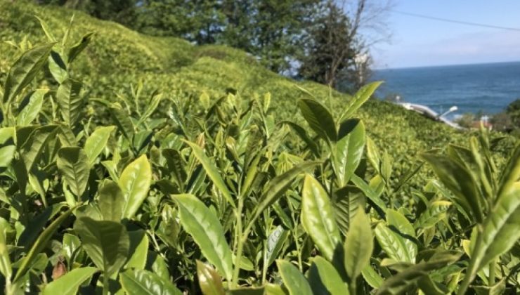 Çaykur’un 15 Günde Aldığı Çay Ortaya Çıktı