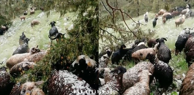 Doluya yakalanan sürü sahibi zor anlar yaşadı