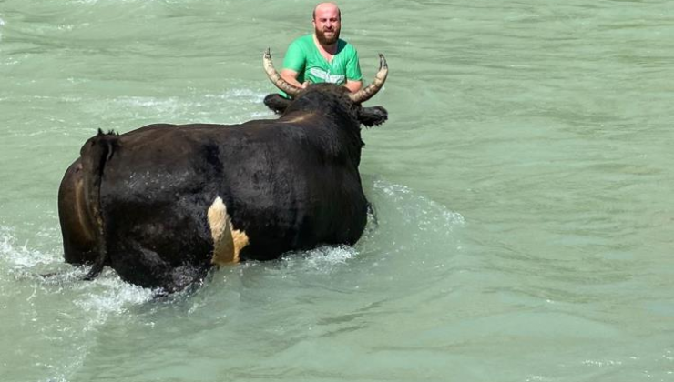 Güreşlere hazırladığı 600 kilogramlık boğasını Çoruh nehrinde yıkıyor